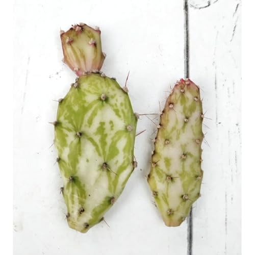 ハツヒノデ 初日の出 カット苗 サボテン 斑入り ハツヒノデ 初日の出 カット苗 サボテン 斑入り