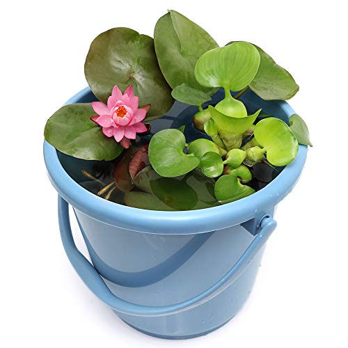 (ビオトープ)(めだか)私のガーデン ~バケツDEスイレン(温帯性)~(説明書付)本州四国限定 お一人様2点限り 休眠株 (ビオトープ)(めだか)私のガーデン ~バケツDEスイレン(温帯性)~(説明書付)本州四国限定 お一人様2点限り 休眠株