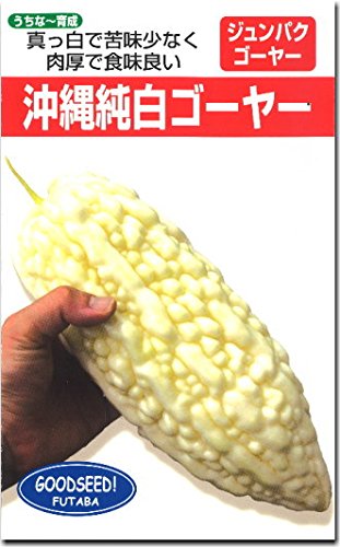 ゴーヤ 種子 沖縄純白ゴーヤー 9粒 にがうり ゴーヤ 種子 沖縄純白ゴーヤー 9粒 にがうり