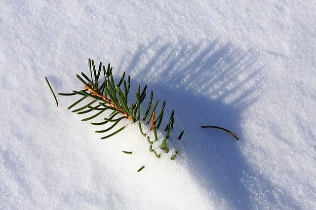 How To Implement The Decision Tree Algorithm From Scratch In Python How To Implement The Decision Tree Algorithm From Scratch In Python