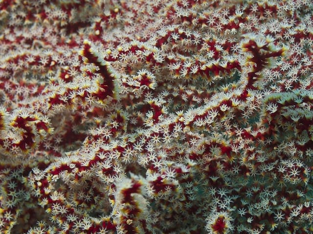 How to One Hot Encode Sequence Data in Python How to One Hot Encode Sequence Classification Data in Python