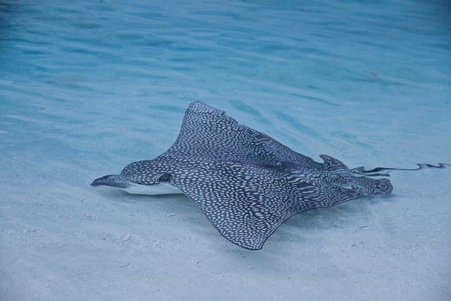 What is the Difference Between a Parameter and a Hyperparameter? How to Develop an Information Maximizing Generative Adversarial Network (InfoGAN) in Keras