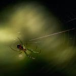 Web Crawling in Python pexels-ray-bilcliff-4805619