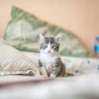 CatBoost Essentials: Building Robust Home Price Prediction Systems kote-puerto-so5nsYDOdxw-unsplash