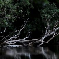 Branching Out: Exploring Tree-Based Models for Regression michael-held-w6xU735k6LU-unsplash