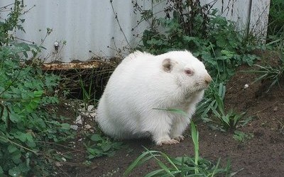 Wiarton Willie