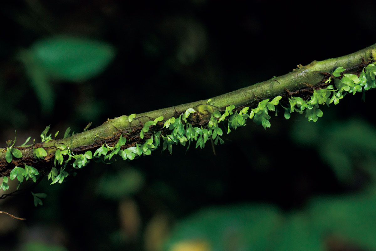 アスプレニウム ホロフレビウム