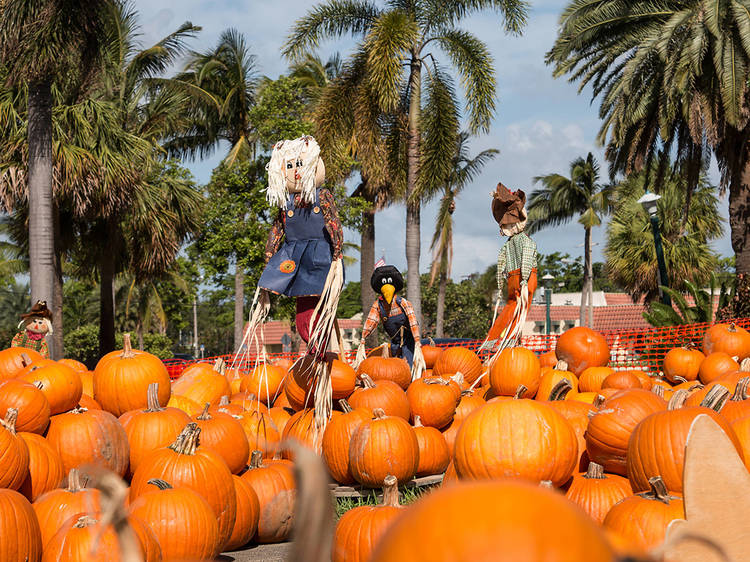 7 pumpkin patches in Miami for fall frolicking and family-friendly fun 7 pumpkin patches in Miami for fall frolicking and family-friendly fun
