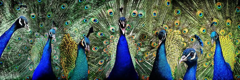 Image of peacocks by GregMontani