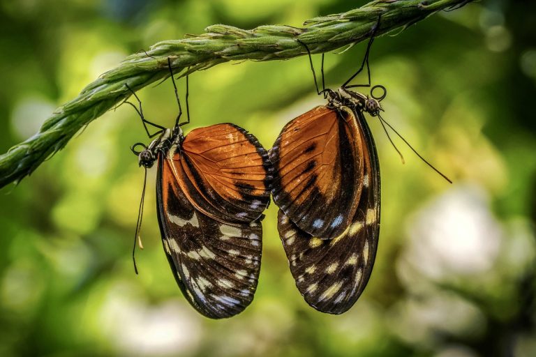 Butterflies, Exotic, Pairing