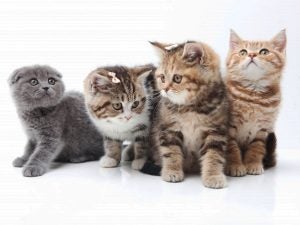 おうち時間が一気に楽しくなる!年末年始の暇つぶしに遊べる診断まとめ6選