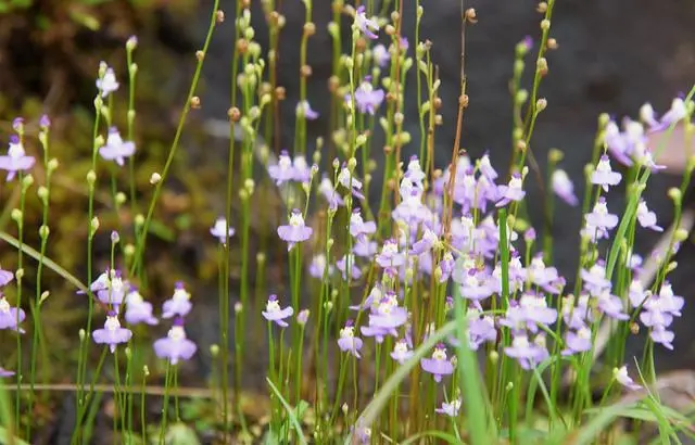 懂得变通,是人生的大智慧