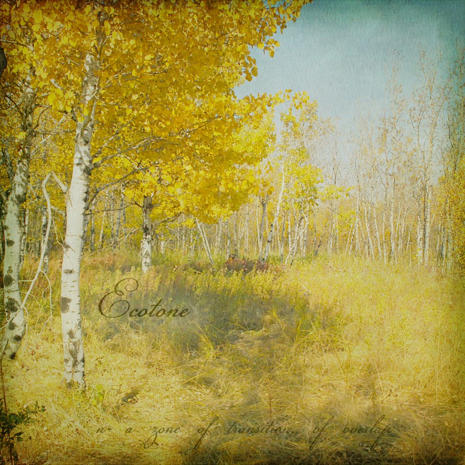 Ecotone Ecotone - a zone of transition, of overlap