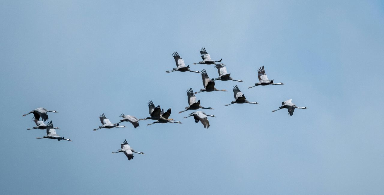 Cranes migrating.
