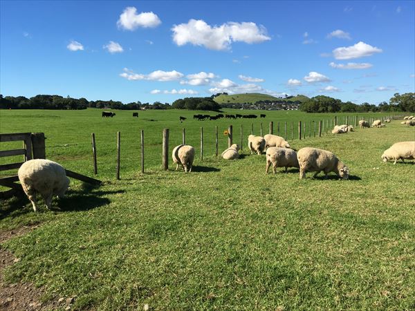 ニュージーランドでサマータイムは重要