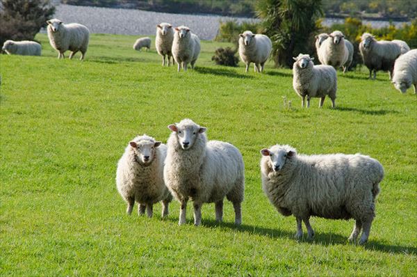 都会と田舎で治安は大きく違う