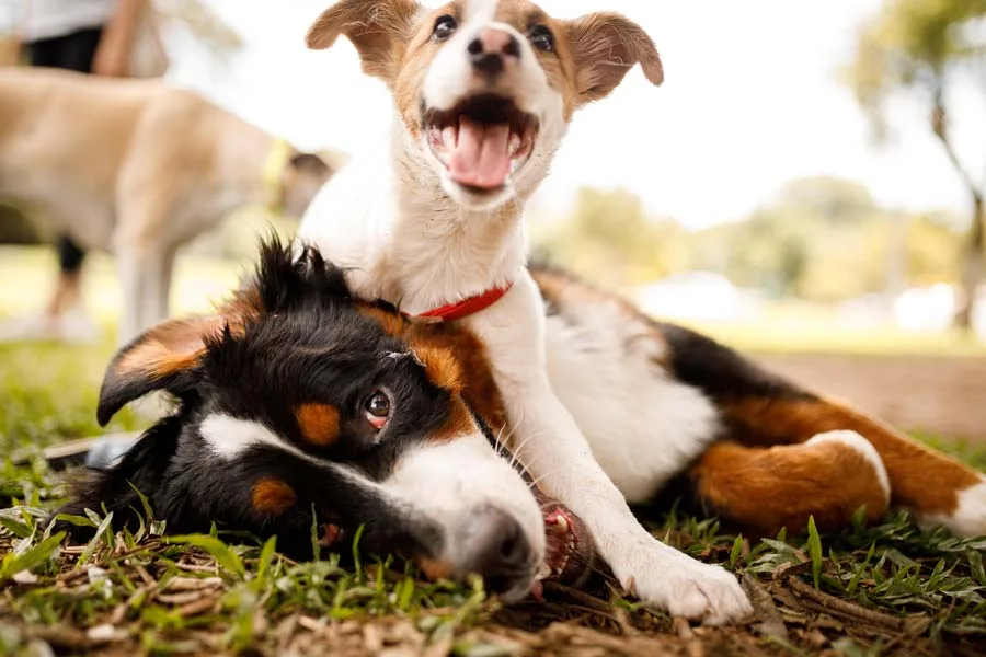 Nearby Dog Parks in Spring Hill, FL Oak Park Estates