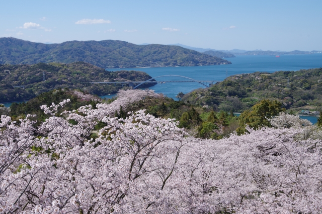開山公園の桜