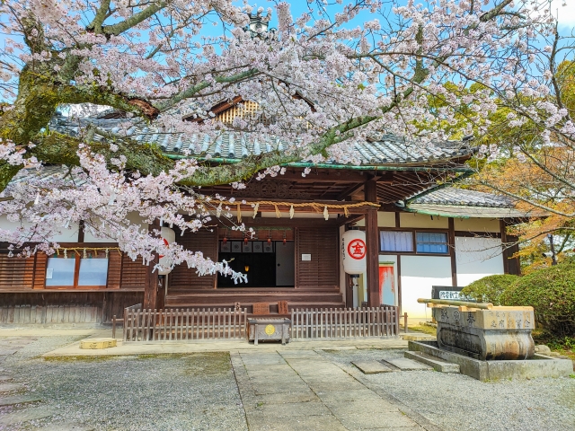 金刀比羅宮の桜