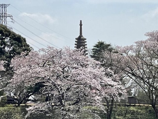 慈恩寺の桜