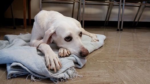 Shiloh 31 January 2014