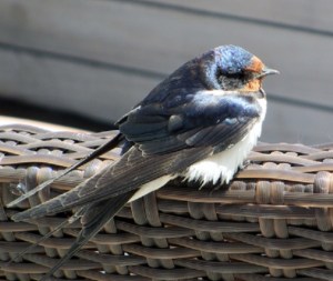 swallow