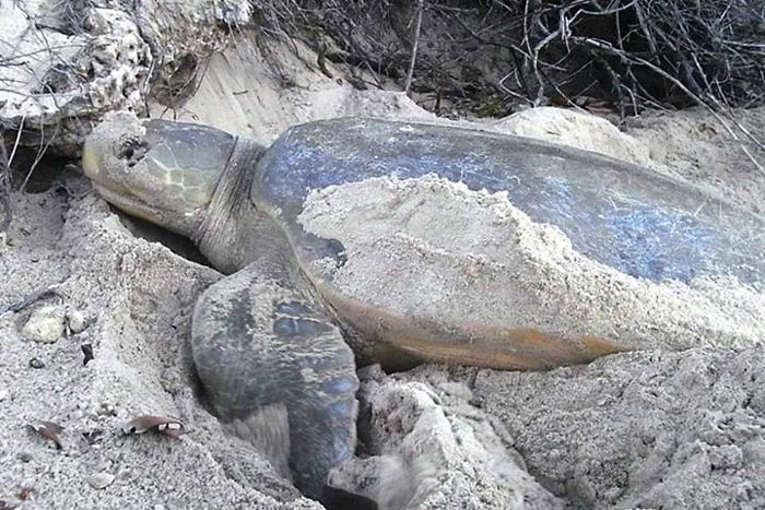 Flatback turtle nesting. Image.