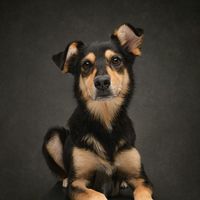 make a playful puppy talk to amuse viewers with talking dog videos