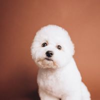 let your talking dog share interesting stories with viewers on your behalf