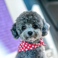 add humor to your content by making a talking dog