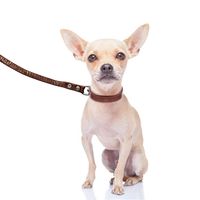 create adorable dog talking videos to have fun