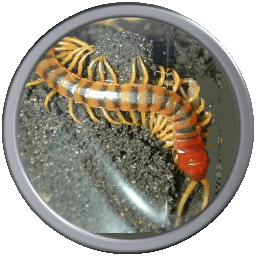 Centipede