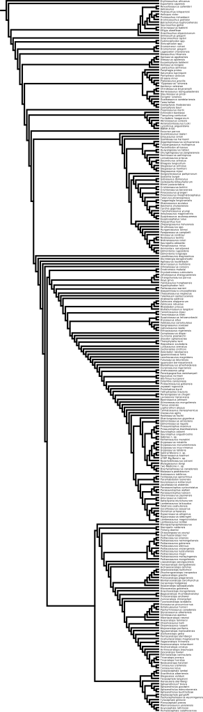 ODP Phylogeny Draft, 24 June 2011 ODP Phylogeny Draft, 24 June 2011