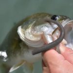 A bass caught with a wacky rig