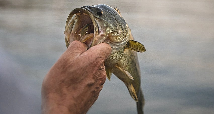 A largemouth bass