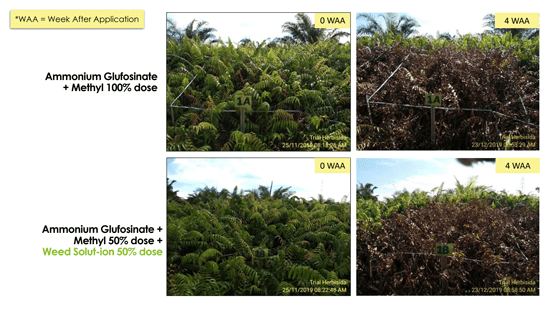 Trial Weed Solut-ion