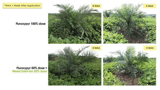 Trial Weed Solut-ion