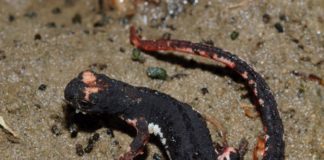 Salamandrina Perspicillata