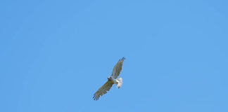 Il Biancone nel Parco di Veio: il rapace specialista dei serpenti Biancone