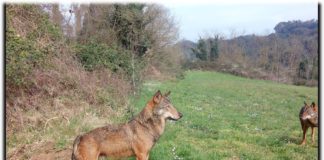 Lupo – Canis lupus LUPO
