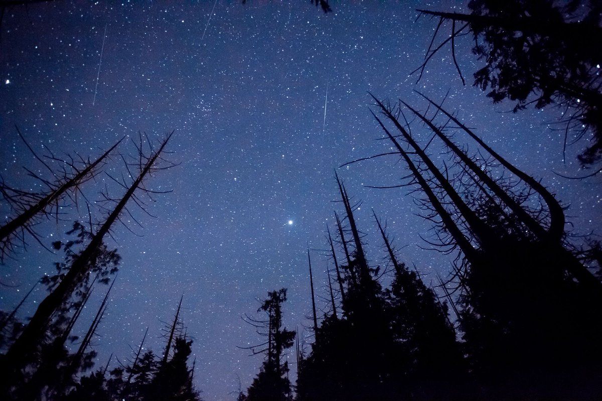 View of the sky surrounded by trees
