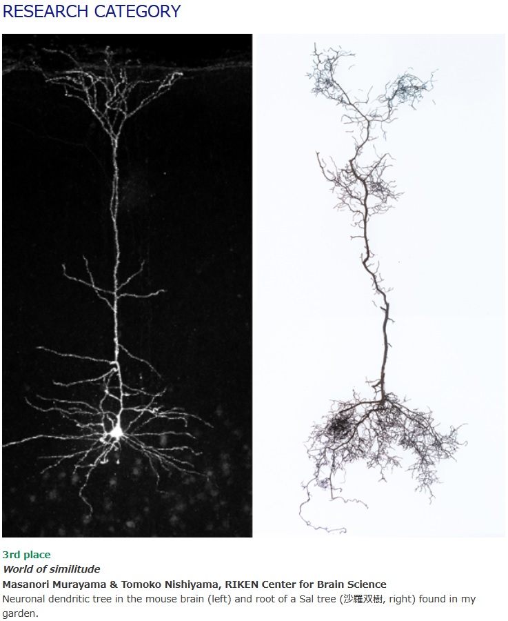 World of similitude
Masanori Murayama & Tomoko Nishiyama, RIKEN Center for Brain Science Neuronal dendritic tree in the mouse brain (left) and root of a Sal tree (沙羅双樹, right) found in my garden.