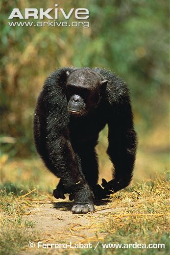 Chimpanzees are a black-hai...