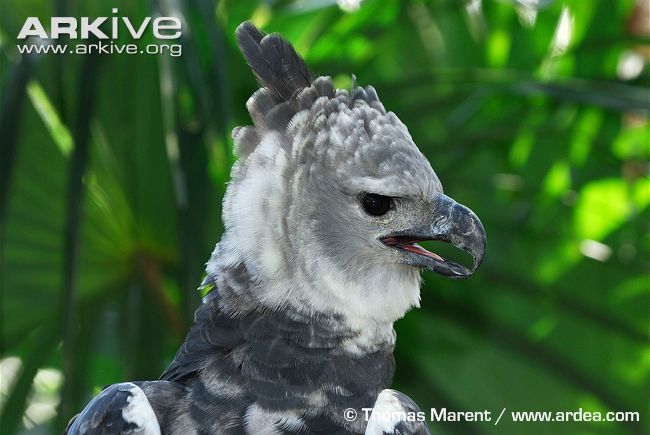 Dark brown-gray-black & white Harpy Eagle with curved beak,