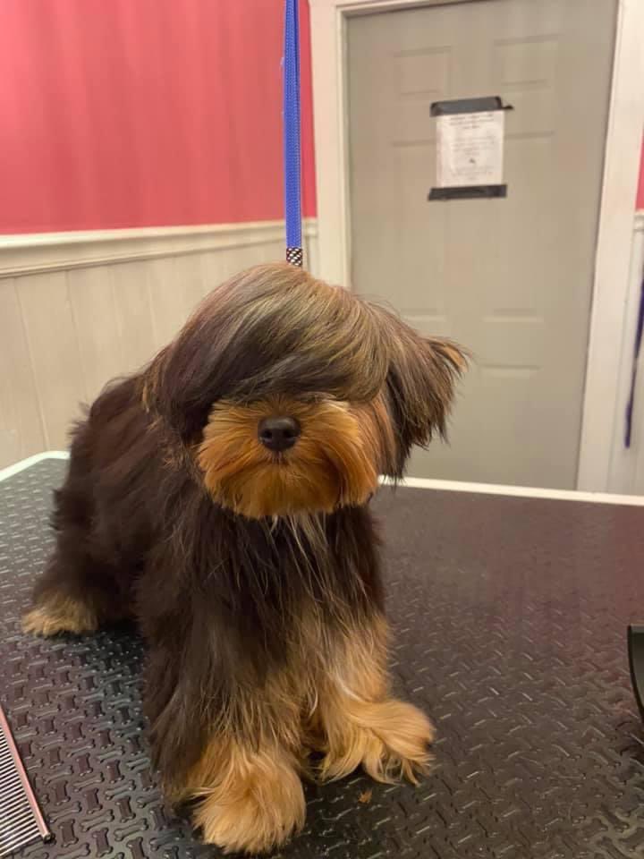 brown and tan terrier mix at the groomers. he has combed bangs covering both eyes