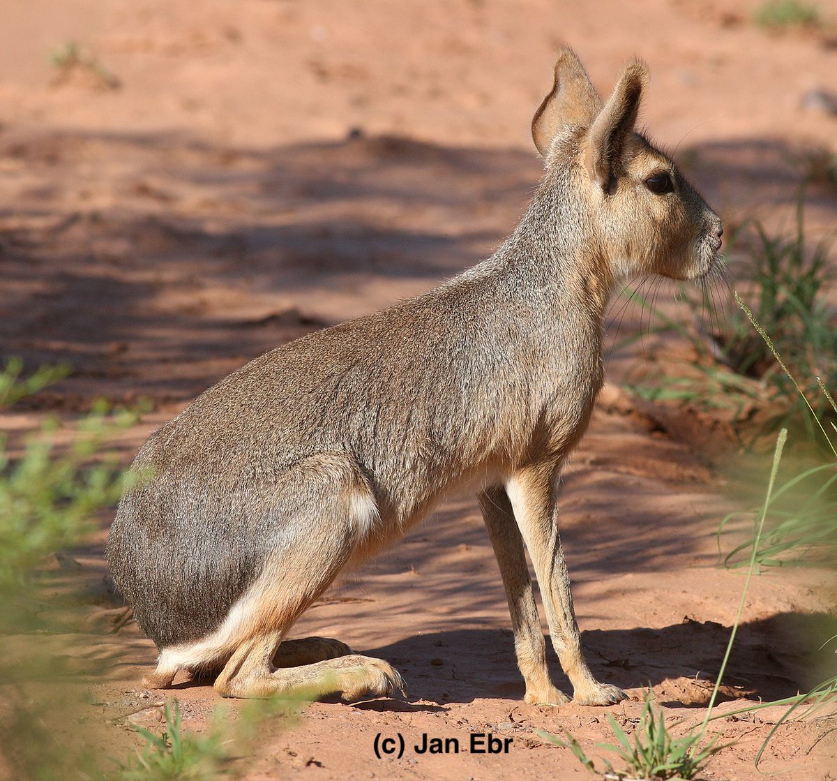the Mara looks a bit like a jackrabbit with capybara feature