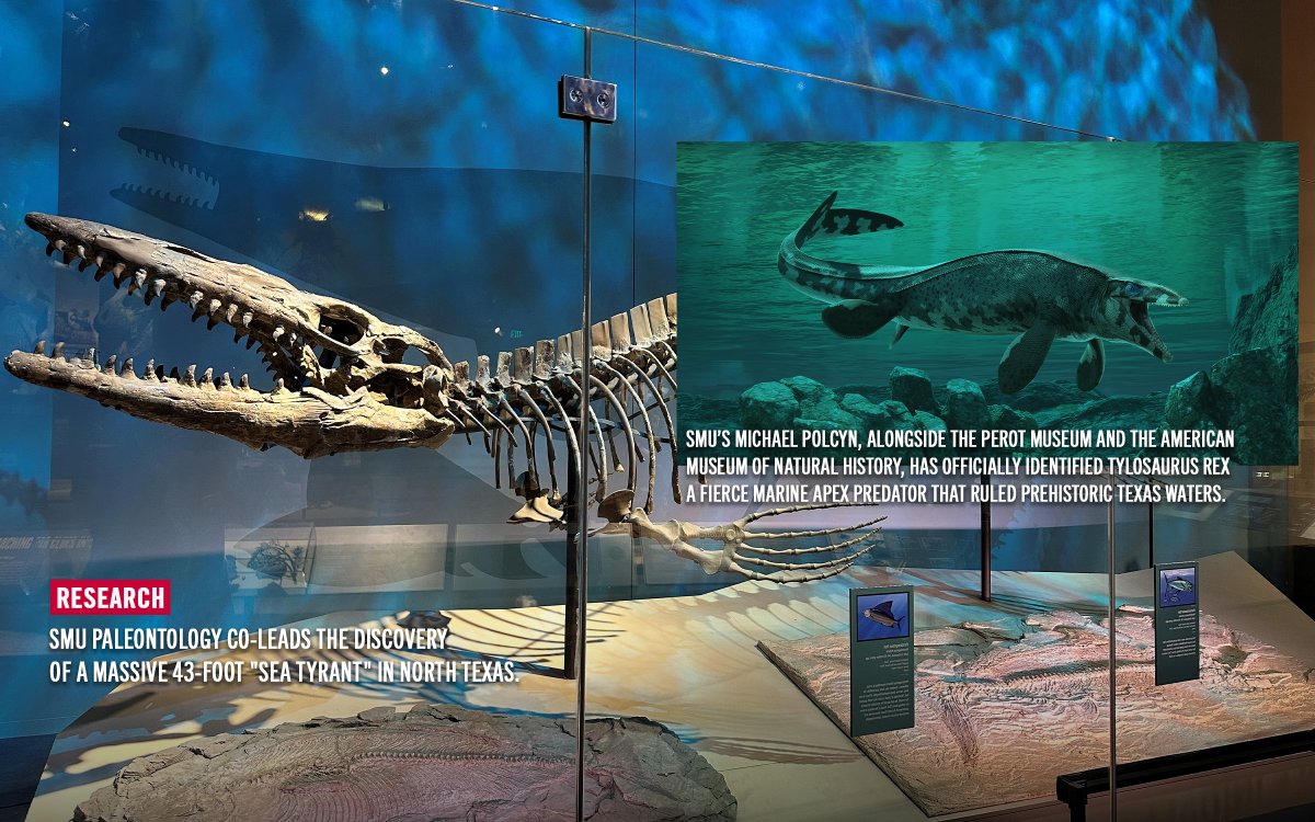 The image shows a museum exhibit featuring a large prehistoric marine reptile skeleton displayed alongside a descriptive plaque. The plaque highlights SMU paleontologist Michael Polcyn's collaboration with the Perot Museum and the American Museum of Natural History in identifying the Tylosaurus rex. The exhibit emphasizes the significance of the 43-foot “sea tyrant” discovered in North Texas.