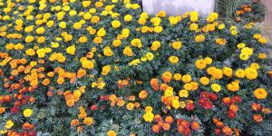 Marigolds