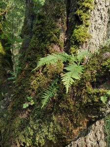 Bracken in forest