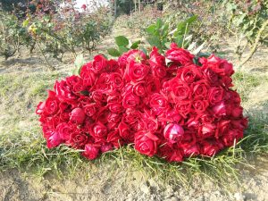 Freshly cut red roses piled up on the ground in front of rose bushes